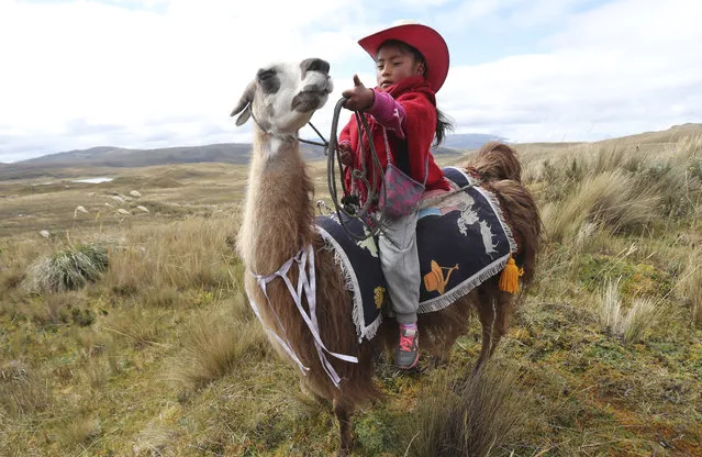 A girl waits on her llama for the start of a race at the Llanganates National Park, Ecuador, Saturday, February 8, 2020. Wooly llamas, an animal emblematic of the Andean mountains in South America, become the star for a day each year when Ecuadoreans dress up their prized animals for children to ride them in 500-meter races. (Photo by Dolores Ochoa/AP Photo)