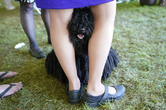 Gyula a 9-year old puli, peeks through his handler Stacy Czekaj's leg as they wait to compete during the 146th Westminster Kennel Club Dog show, Monday, June 20, 2022, in Tarrytown, N.Y. (Photo by Mary Altaffer/AP Photo)