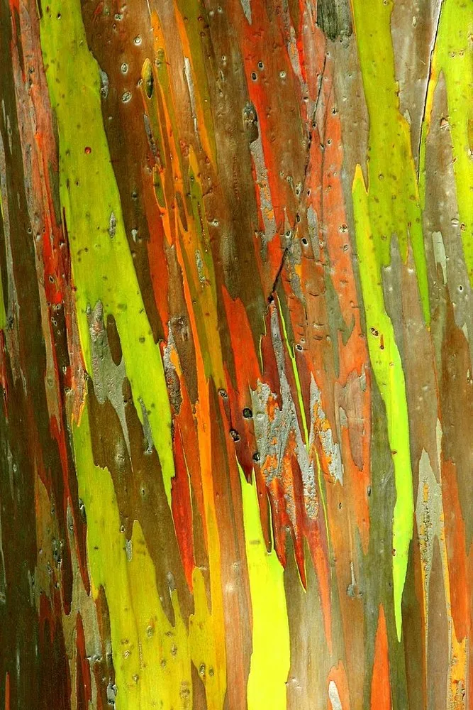 Rainbow Eucalyptus