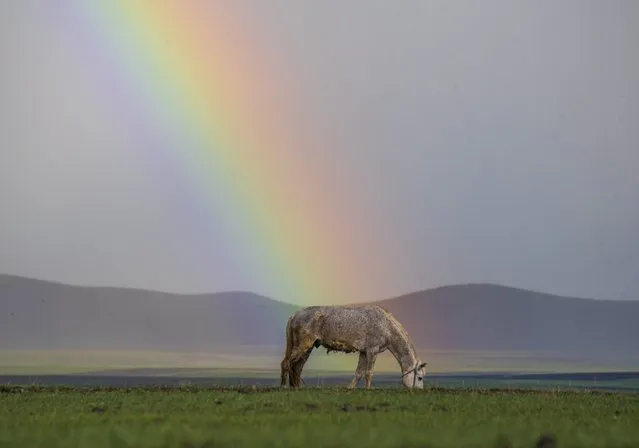 Rainbow appears behind a horse grazing on a green pasture following a rainfall in Kuyucuk village of Arpacay district in Kars, Turkiye on April 30, 2022. (Photo by Ismail Kaplan/Anadolu Agency via Getty Images)