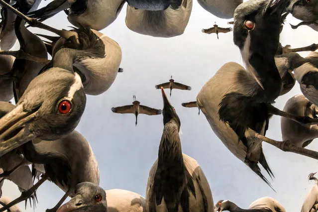 A low-angle view of cranes in the village of Khichan in Rajasthan, India, after the photographer Yashpal Rathore buried his camera in the ground underneath scattered grain to capture the birds feeding. Thousands of migrating cranes land in Khichan, flying from the east. (Photo by Yashpal Rathore/NaturePL/Solent News & Photo Agency)