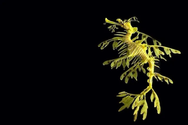 Leafy sea dragon