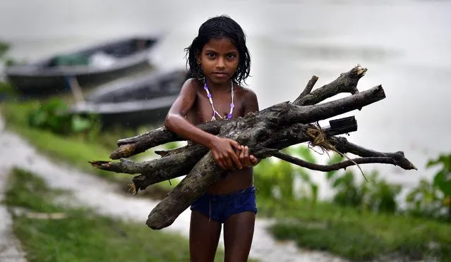 A girl carries fire wood collected from flood waters in the flood affected Morigaon district of Assam state, India, 25 July 2016. Over half a million people of 15 districts in Assam state have been affected by the current wave of floods. According to the media reports more than 70 relief camps have been set up in the affected districts to provide shelter to the flood affected people. (Photo by EPA/Stringer)