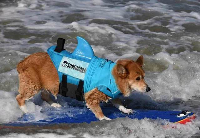 Surf dog Jojo the Corgi rides a wave in her heat of the Medium Dog event during the 9th annual Surf City Surf Dog event at Huntington Beach, California on September 23, 2017. (Photo by Mark Ralston/AFP Photo)