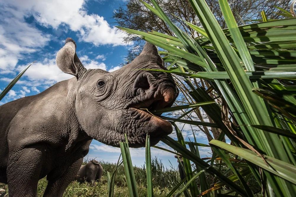 Orphaned Baby Rhinos