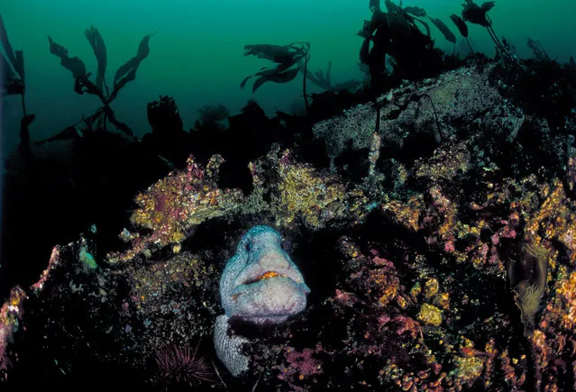 Wolf eel in a shipwreck. (Photo by David Hall)