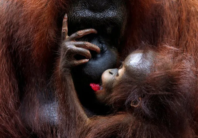 A baby orangutan eats a fruit at the Singapore Zoo October 19, 2017. (Photo by Edgar Su/Reuters)