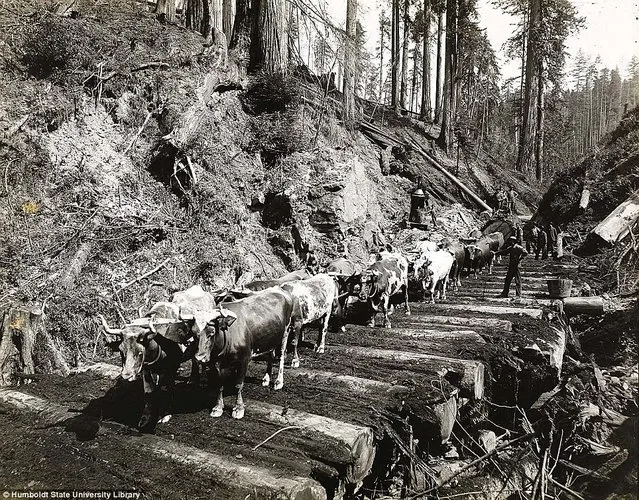 Lumberjacks From California 