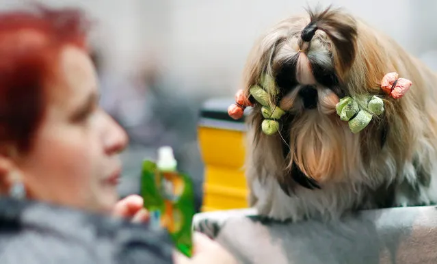 A dog awaits the competition during the “World Dog Show” in Leipzig, Germany, November 10, 2017. (Photo by Hannibal Hanschke/Reuters)