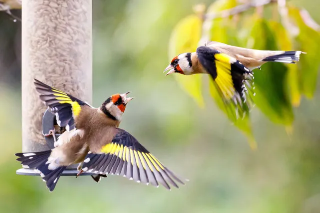 Wildlife photographer Ed Brown captured a series of images of two feisty Goldfinches fighting over food in a bird feeder. The image were captured in a residential garden in Hailsham, Sussex, United Kingdom on October 26, 2022. (Photo by Ed Brown/Cover Images)
