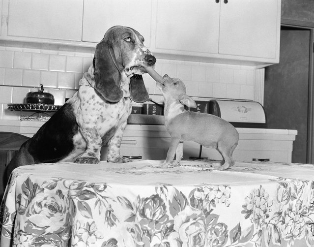 Cleo, the famed movie and TV basset hound and his small chihuahua friend, вЂњCandyвЂќ, pose for a picture illustrating National Dog Week in Los Angeles, Calif., September 24, 1956. Cleo held the wiener just as his trainer told him, but the first four times he gulped down the tidbit just as the Candy began to bite. (Photo by Don Brinn/AP Photo)