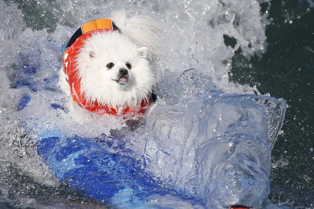 Surf City Surf Dog Contest in California