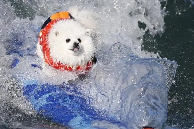 A dog wipes out during the Surf City Surf Dog Contest in Huntington Beach, California September 27, 2015. (Photo by Lucy Nicholson/Reuters)