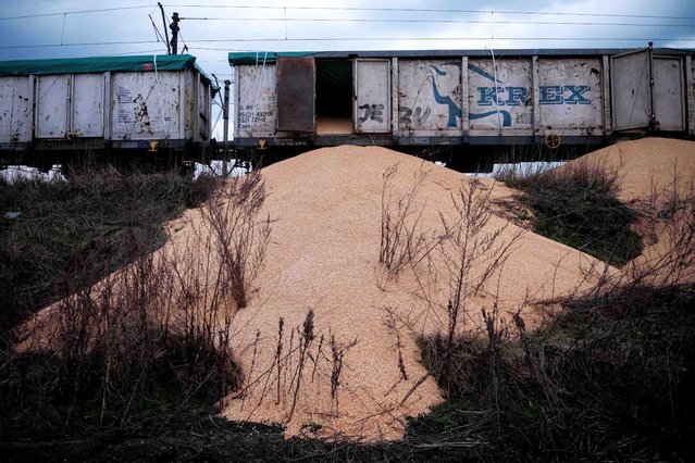This photograph taken on February 25, 2024 shows piles of corn lying on the ground next to train cars in the village of Kotomierz, Kuyavian-Pomeranian region, on February 25, 2024. Eight wagons of a freight train containing corn, coming from Ukraine according to Kyiv, were opened and their contents dumped on a railway track in Poland on February 25, 2024, the Ukrainian government and Polish police announced. (Photo by Mateusz Slodkowski/AFP Photo)