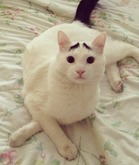 The Cat With Eyebrows 