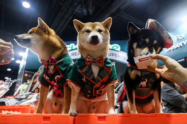 Shiba Inus wearing costumes are pictured at the Pet Expo Thailand in Bangkok, Thailand, on May 3, 2025. (Photo by Chalinee Thirasupa/Reuters)