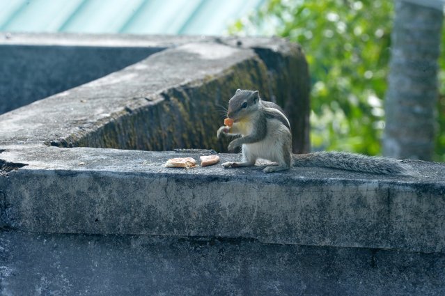 A Squirrel is seen on a wall while it eats food in Siliguri. Squirrel Eats Food, Siliguri, West Bengal, India on August 1, 2025. (Photo by Diptendu Dutta/ZUMA Press Wire/Rex Features/Shutterstock)