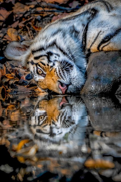 A young Bengal tiger takes some time to reflect in Bandhavgarh National Park, India in the first decade of August 2025. (Photo by Bircan Harper/Solent News & Photo Agency)