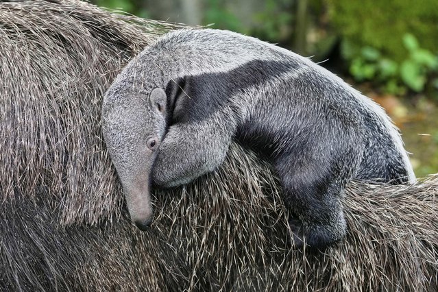 A two-week-old giant anteater cub rides on its mother's back at the zoo in Cologne, Germany, Thursday, September 11, 2025. (Photo by Martin Meissner/AP Photo)