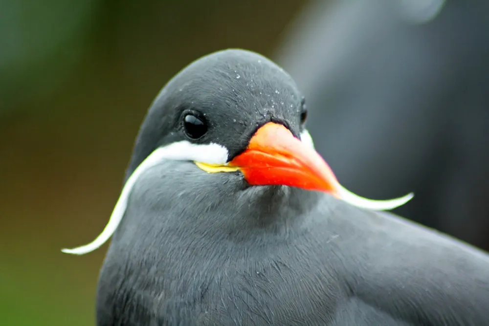 Beard Bird Inca Tern 