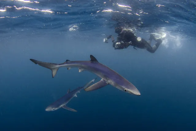 The rarely seen blue sharks photographed by Saeed Rashid in British waters. (Photo by Saeed Rashid/Caters News)