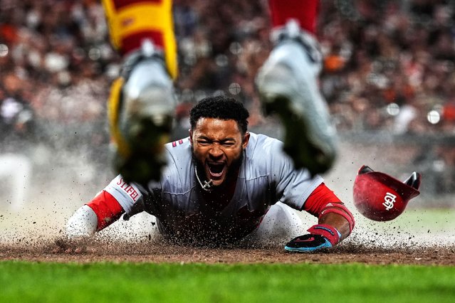 St. Louis Cardinals' Victor Scott II, bottom, scores against the San Francisco Giants on Brendan Donovan's double during the ninth inning of a baseball game, Tuesday, September 23, 2025, in San Francisco. (Photo by Godofredo A. Vásquez/AP Photo)