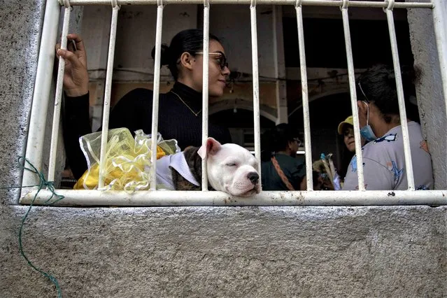 A dog is dressed up during the celebration in honor of Saint Lazarus,  in the Santa Maria Magdalena church in Masaya, Nicaragua, 26 March 2023. The festivities of Saint Lazarus, the patron saint of dogs, take place on the fifth day of Lent annually. The dogs parade in costumes along with their owners through the streets of the city, accompanied by music until they reach the church of Santa Maria Magdalena. Finally, a contest for the best outfit is traditionally held. (Photo by Jorge Torres/EPA)