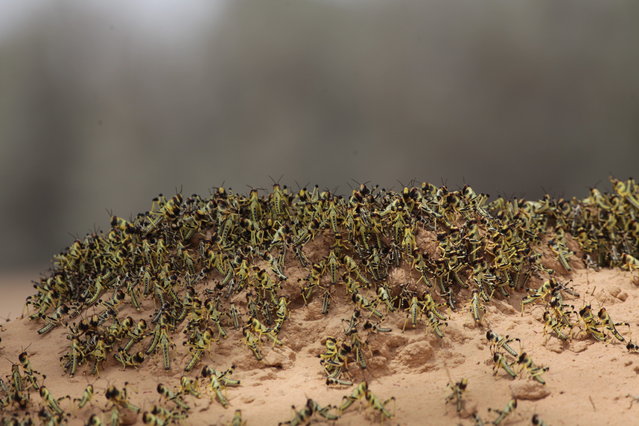 Billions of newly hatched locusts are spreading throughout Israel's South. (Photo by Eliahu Hershkovitz/Haaretz)