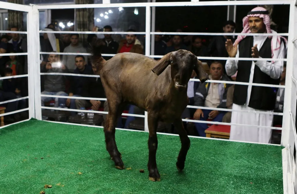 Goat Auction in Jordan