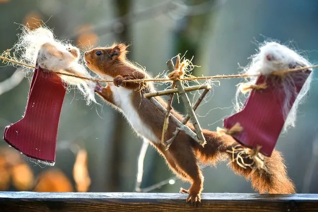 A red squirrel sniffs out nuts inside Christmas stockings as part of the festive celebrations and enrichment programme at Wildwood Escot Park in Ottery St Mary, Devon, United Kingdom on December 17, 2020. (Photo by Ben Birchall/PA Images via Getty Images)
