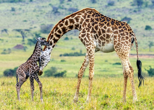 An hours-old baby giraffe hides under its mum as it takes its first steps. The two or three hour old animal sought reassurance from its parent as it gained confidence in walking. Paul Meek, 49, took these pictures in the Olare Motorogi Conservancy in the Maasai Mara, Kenya in the last decade of October 2025. (Photo by Paul Meek/Solent News & Photo Agency)
