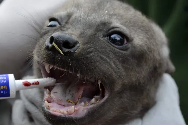 One of two spotted or laughing hyena (Crocuta crocuta) babies receives vermifuge during their medical examination in Jaszbereny Zoo in Jaszbereny, 77 kms east of Budapest, Hungary, 09 January 2015. The two cubs born in mid-November 2014 received vaccines, vermifuge, were weighed and examined profoundly during the checkup. (Photo by Janos Meszaros/EPA)