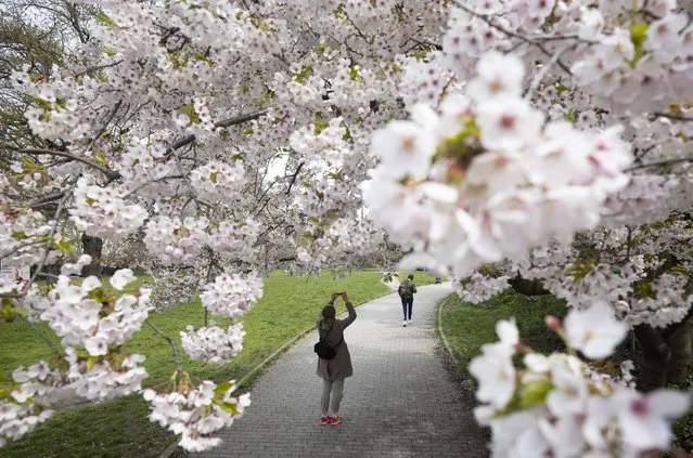A woman takes a photo with her mobile device of a blossoming tree on a spring day in Berlin, Germany, Monday, April 17, 2023. (Photo by Markus Schreiber/AP Photo)