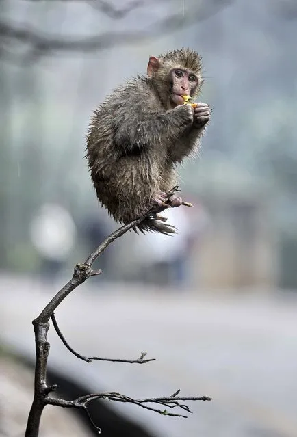 A wild macaque eats a tangerine left by visitors on a tree branch, in rain at a wildlife park on Qianling Mountain, in Guiyang, Guizhou province January 9, 2015. (Photo by Reuters/Stringer)