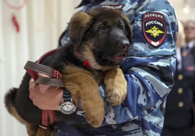 A Russian police officer holds a puppy, named Dobrynya, before presenting it to French police in the French Embassy in Moscow, Russia, Monday, December 7, 2015. Russian police puppy Dobrynya will take place of a French service dog Diesel which died in a special operation held in Paris on November 18. (Photo by Pavel Golovkin/AP Photo)