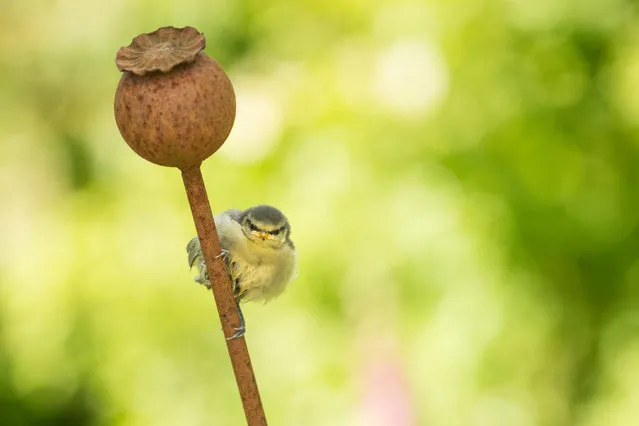 A fledgling blue tit clings on to a garden ornament in Stirlingshire, Scotland, UK. (Photo by Kay Roxby/Alamy Live News)