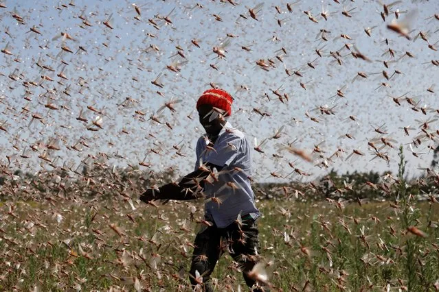 A man tries to chase away a swarm of desert locusts away from a farm, near the town of Rumuruti, Kenya, February 1, 2021. (Photo by Baz Ratner/Reuters)