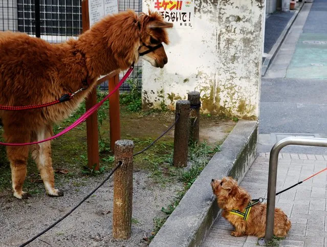 An alpaca Satsuki looks at a pet dog at a park while Alpaca Fureai Land's staffs walk the alpaca during early morning in Tokyo, Japan on June 21, 2023. (Photo by Kim Kyung-Hoon/Reuters)