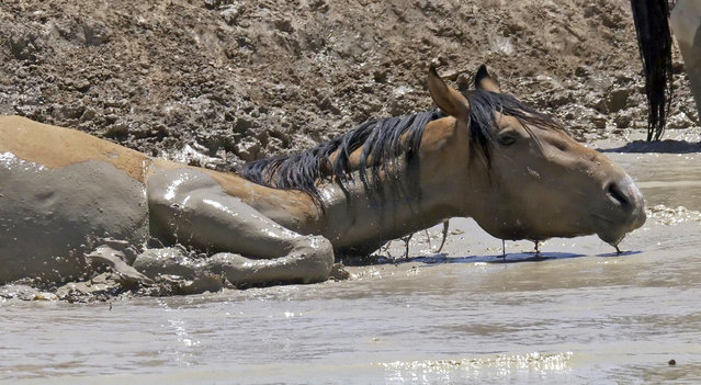 In this June 29, 2018 photo, a wild horse rolls in muddy water after drinking from a watering hole outside Salt Lake City. (Photo by Rick Bowmer/AP Photo)