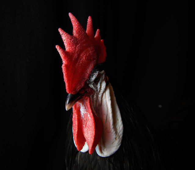 A Spanish White Face is seen at the National Poultry Show on November 20, 2016 in Telford, England. (Photo by Leon Neal/Getty Images)