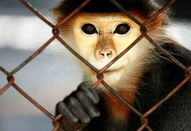 A Red-shanked Douc Langur looks on inside a cage at Dusit Zoo in Bangkok, Thailand, 09 August 2018. The Bangkok's landmark 80-years-old Dusit Zoo will close its gate at the end of August 2018 while more than thousands of animals will temporary move to another six zoos across country which operated by Zoological Park Organization to keep them before relocating to its new house in Pathum Thani province on the outskirt of capital. Dusit Zoo is Thailand's first public zoo opened 80 years ago on 18 March 1938 located on a land under royal property. (Photo by Rungroj Yongrit/EPA/EFE)