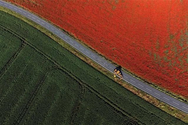 Road patrol workers mows the edge of a country road next to a field of poppies near Wernigerode, Germany, Wednesday, June 21, 2023. (Photo by Matthias Schrader/AP Photo)