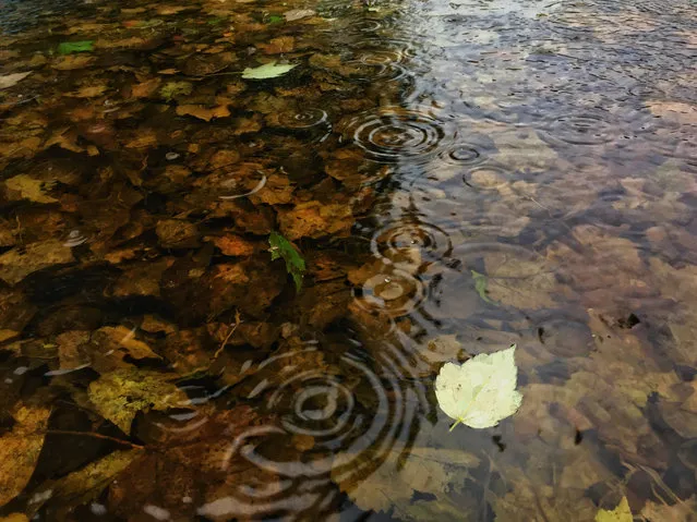 Rain settled in over the D.C. metropolitan area in Edgewater, Maryland on May 11, 2017. A low pressure system is expected to stay in place through Saturday, according to forecasts. (Photo by Michael Robinson Chavez/The Washington Post)