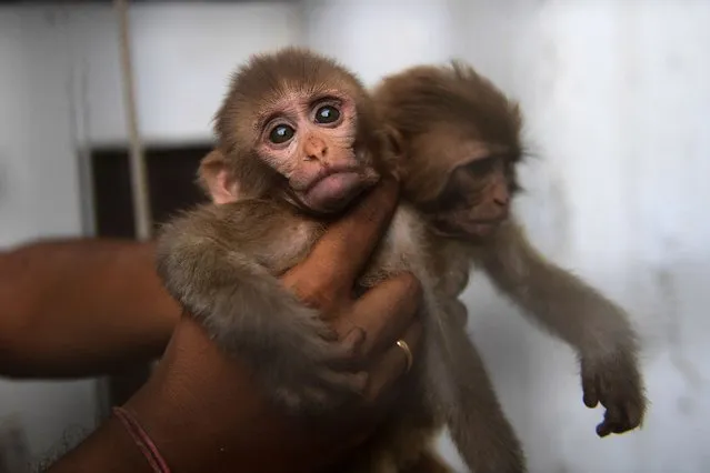 A caretaker holds monkeys at a zoo in Karachi on July 21, 2023, after being recovered from illegal traders. (Photo by Asif Hassan/AFP Photo)