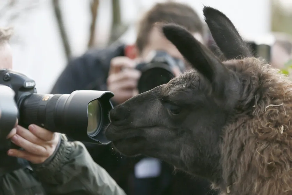 London Zoo Begins annual Animal Census