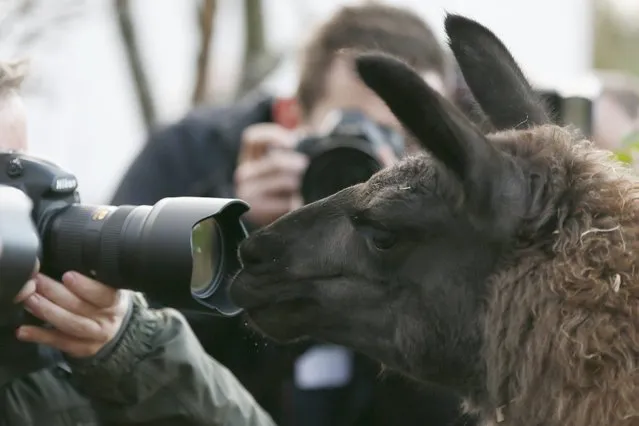 A llama looks at a photographers lens during the stock take at London Zoo in London, Britain January 4, 2016. (Photo by Stefan Wermuth/Reuters)