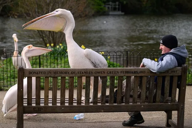 A Great White Pelican shares a park bench with a man on April 01, 2021 in London, United Kingdom. (Photo by Leon Neal/Getty Images)