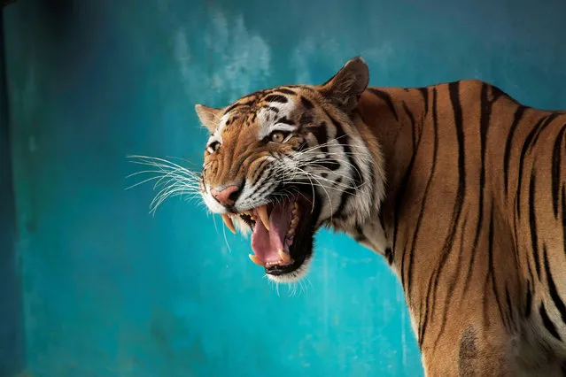Bengal tiger Garfield reacts at the zoo in Havana, Cuba, April 14, 2021. (Photo by Alexandre Meneghini/Reuters)