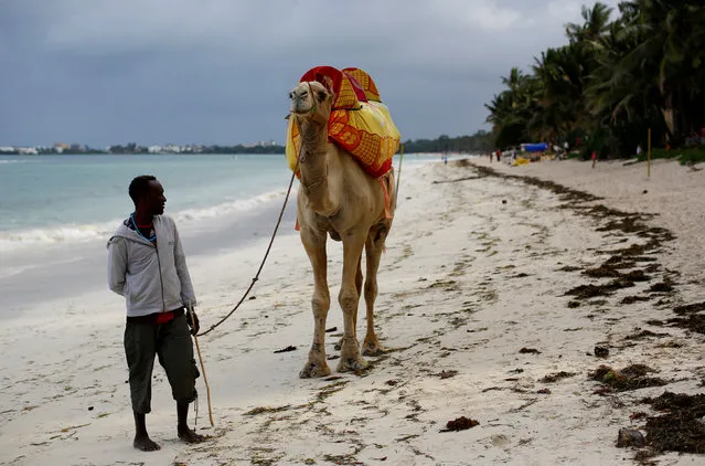 A camel handler searches for tourists and locals to offer charged rides on a beach in Mombasa, Kenya, August 5, 2017. (Photo by Siegfried Modola/Reuters)
