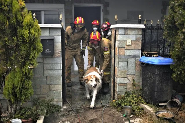 Firefighters evacuate a dog from a house during a wildfire in Acharnes a suburb of northern Athens, Greece, Wednesday, August 23, 2023. Water-dropping planes from several European countries joined hundreds of firefighters Wednesday battling wildfires raging for days across Greece that have left at least 20 people dead, while major blazes were also burning in Spain's Tenerife and in northwestern Turkey near the Greek border. (Photo by Thanassis Stavrakis/AP Photo)